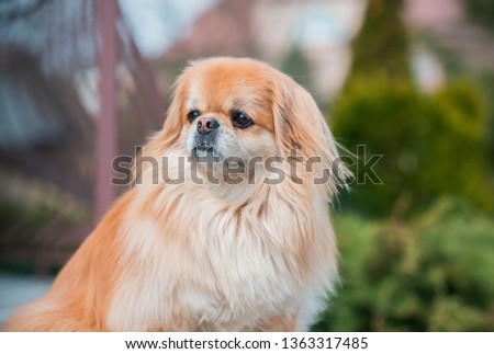 Red pekingese dog on a walk. Portrait of nice golden pet