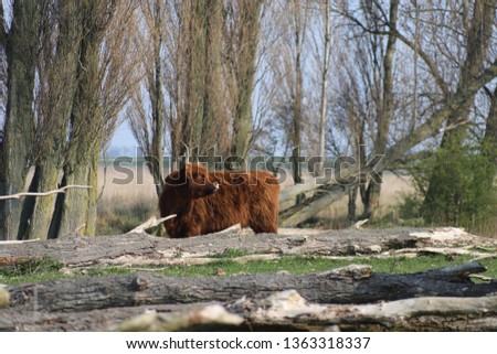 Highlander cow on Tiengemeten, the Netherlands