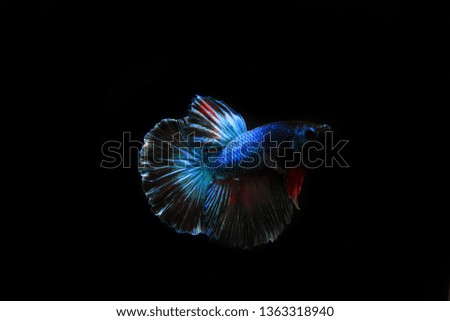 betta fish in beautiful blue