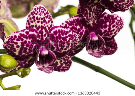 orchid close up view solated on white background - Image 