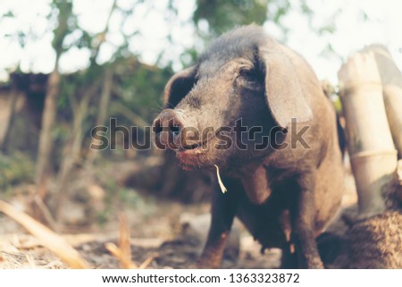 black pig in local farm, Thailand