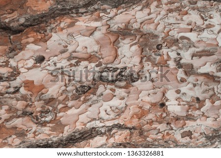 Texture of pine bark. Tree or pine in the forest. Background of tree bark