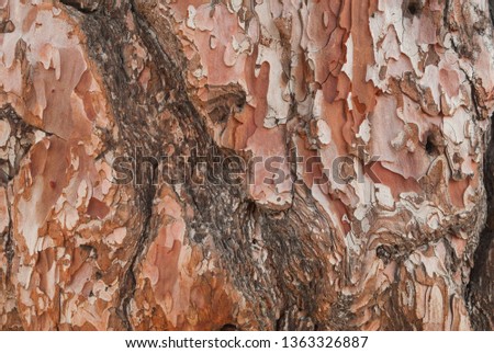 Texture of pine bark. Tree or pine in the forest. Background of tree bark
