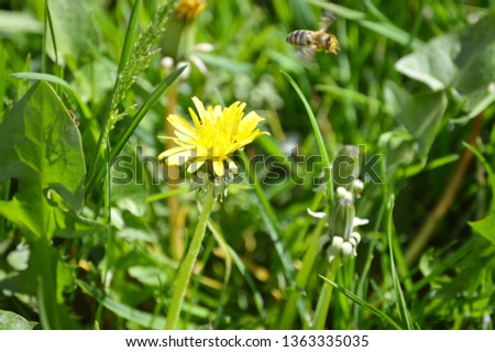 Simple yellow dandelion with bee collecting pollen. close up picture of flower