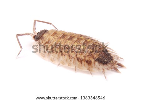 Close up view of a common woodlice (Porcellio scaber) from the front isolated on a white background with soft shadow