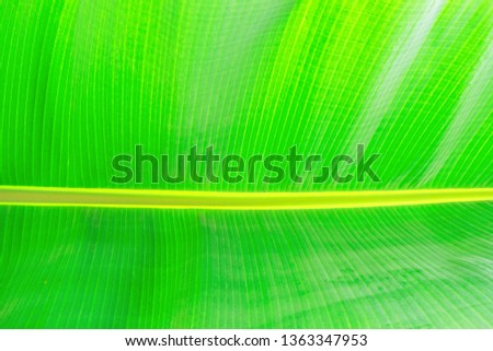 Macro shot of green palm leaf streak structure surface, texture image with selective focus. Exotic palm tree plant leaves. Pollution free nature symbol. Background, copy space, close up.