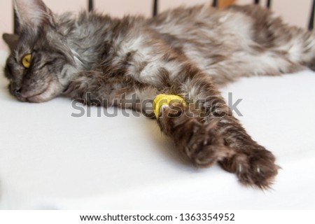 grey cat lying with a catheter in his paw