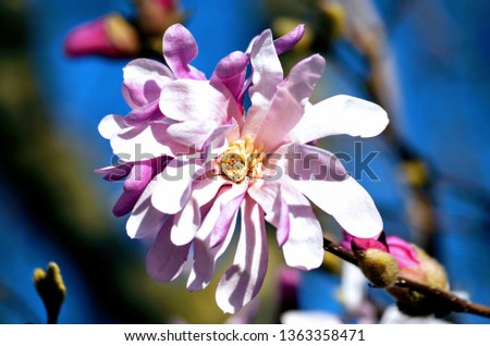Close Up Star Magnolia - Magnolia Stellata