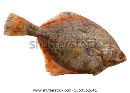 Whole single fresh raw plaice fish on a white background