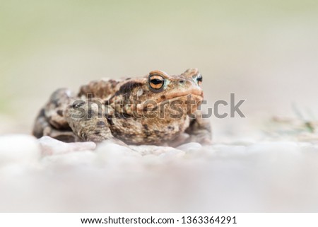 Common toad in the natural environment, closeup, Bufo Bufo, Czech Republic
