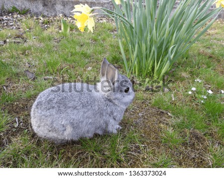 sweet young rabbit 