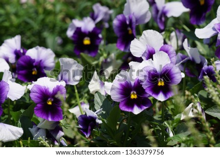 heartsease or Viola tricolor, Johnny Jump up, yellow pansy, heart’s delight