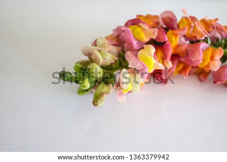 Beautiful Antirrhinum majus or Snapdragon flower orange, pink and yellow colors