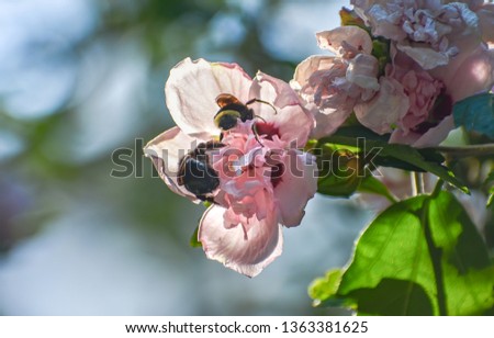 Two bees in a pink flower Royalty-Free Stock Photo #1363381625