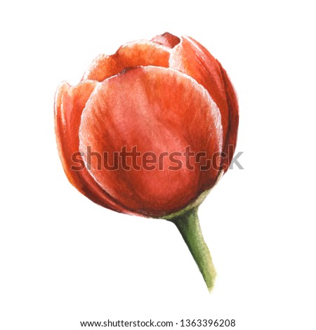 Watercolor hand drawn red tulip with rounded petals. Botanical art isolated on white, aquarelle clip art