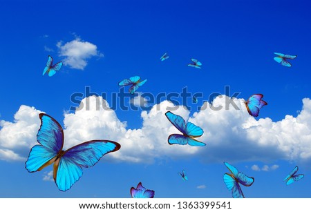 bright butterflies flying in the blue sky with clouds. flying blue butterflies. morpho butterflies.