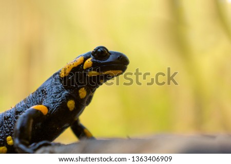 The rare lizard a fire salamander is heated under beams of the spring warm sun. A little dragon in Carpathians Mountains