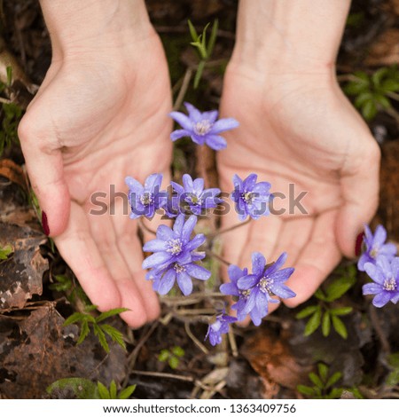 Closeup of wild blue snowdrops in the hands of a girl. The beginning of spring. Primroses on the lawn. Spring mood.