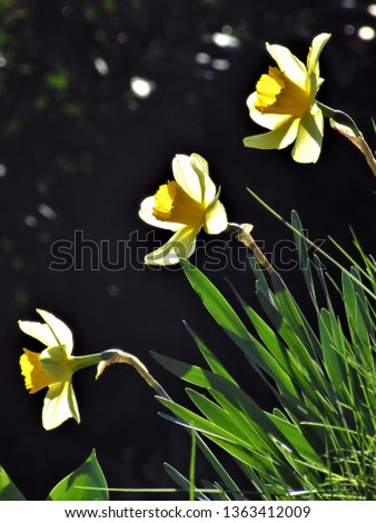 narcissus spring flower