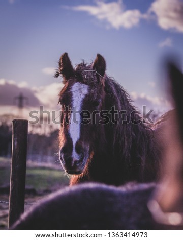 Horse in field bokeh
