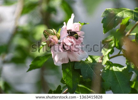 Bee and a pink flower Royalty-Free Stock Photo #1363415828