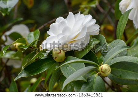 White flower on dark green bush Royalty-Free Stock Photo #1363415831