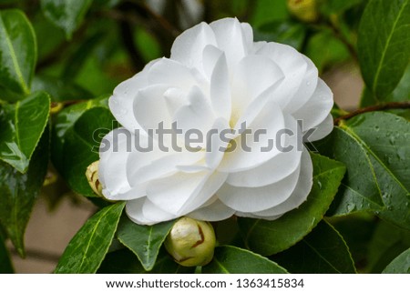 White flower on dark green bush Royalty-Free Stock Photo #1363415834