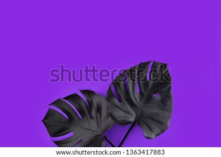 Black spray painted tropical monstera leaves artisticly arranged on ultra violet, proton purple colorful bright background. Summer club nightlife flat lay creative concept. Room for text.