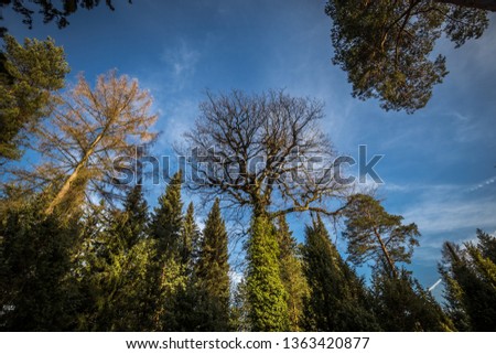 Wide picture of green park trees with big old oak cover with green ivy