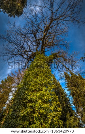 Big old leafless tree covered with ivy with dark blue sky