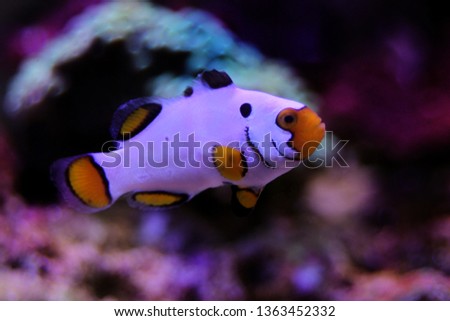 Captive-Bred Extreme Snow Onyx Clownfish  - (Amphriprion ocellaris x Amphriprion percula)