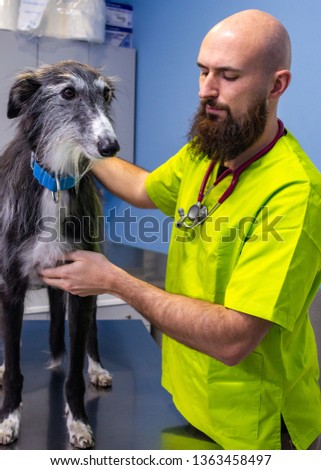 Veterinary consultation in a veterinary clinic, veterinarian inspecting a greyhound with the owner
