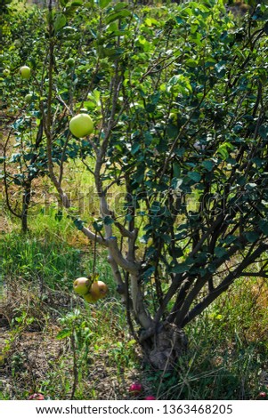 Apple tree with its fruits