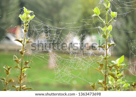 Spider web with drops of water between some branches