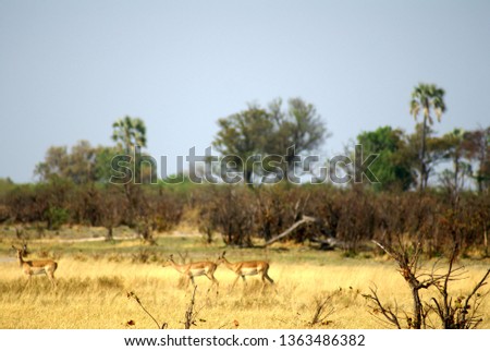 Herd of impala on an island in the Okavango Delta near Maun, Botswana