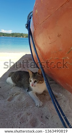 Domestic cats that are resting in the shadow of a boat on the beach