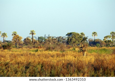 Vegetation on an island in the Okavango Delta near Maun, Botswana