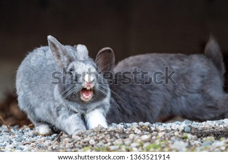 close up of cute grey rabbit with white nose and foot doing a stretch with mouth wide open after a nap Royalty-Free Stock Photo #1363521914