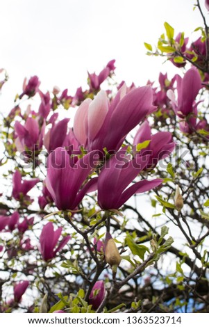 Beautiful Magnolia purple flowers