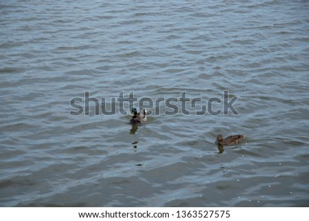ducks swim in water