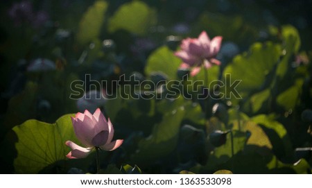 Blooming lotus or waterlilly flower in the pond