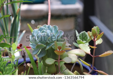 Beautiful green succulent plant on sunny day.