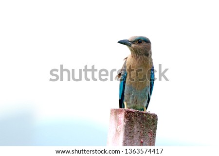 Indian Roller on branch