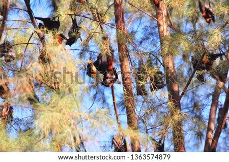 Fruit bats hanging on tree in forest - Image