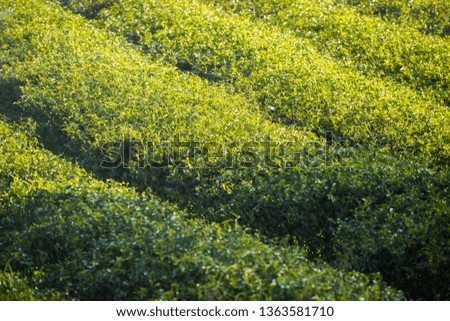 Acres of tea plantations at Cheng Rai in Thailand.