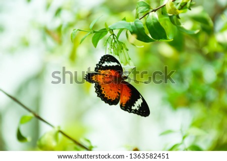 Butterfly on the white flower,Blurred Background.