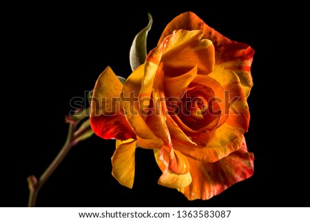 bicolor rose macro detail