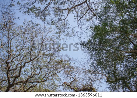 Branches of trees on the background of the sky