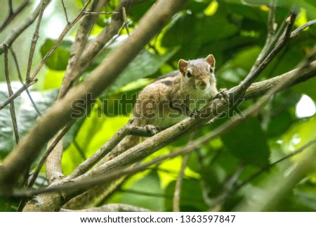 Cute little squirrel portrait 