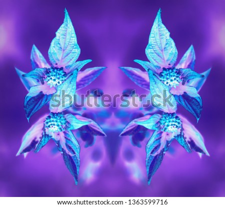 Neon glowing blue leaves on a blurred purple background. Artistic fluorescent douton floral mirror pattern. Digital art with symmetry filter effect, psychedelic concept.